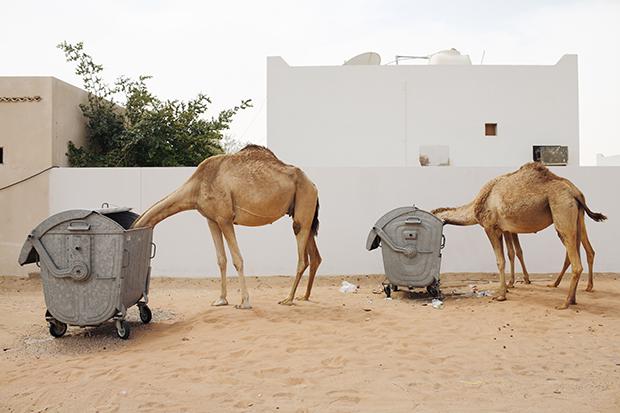 Kamele beim Containern (Foto: Hans Palmboom)