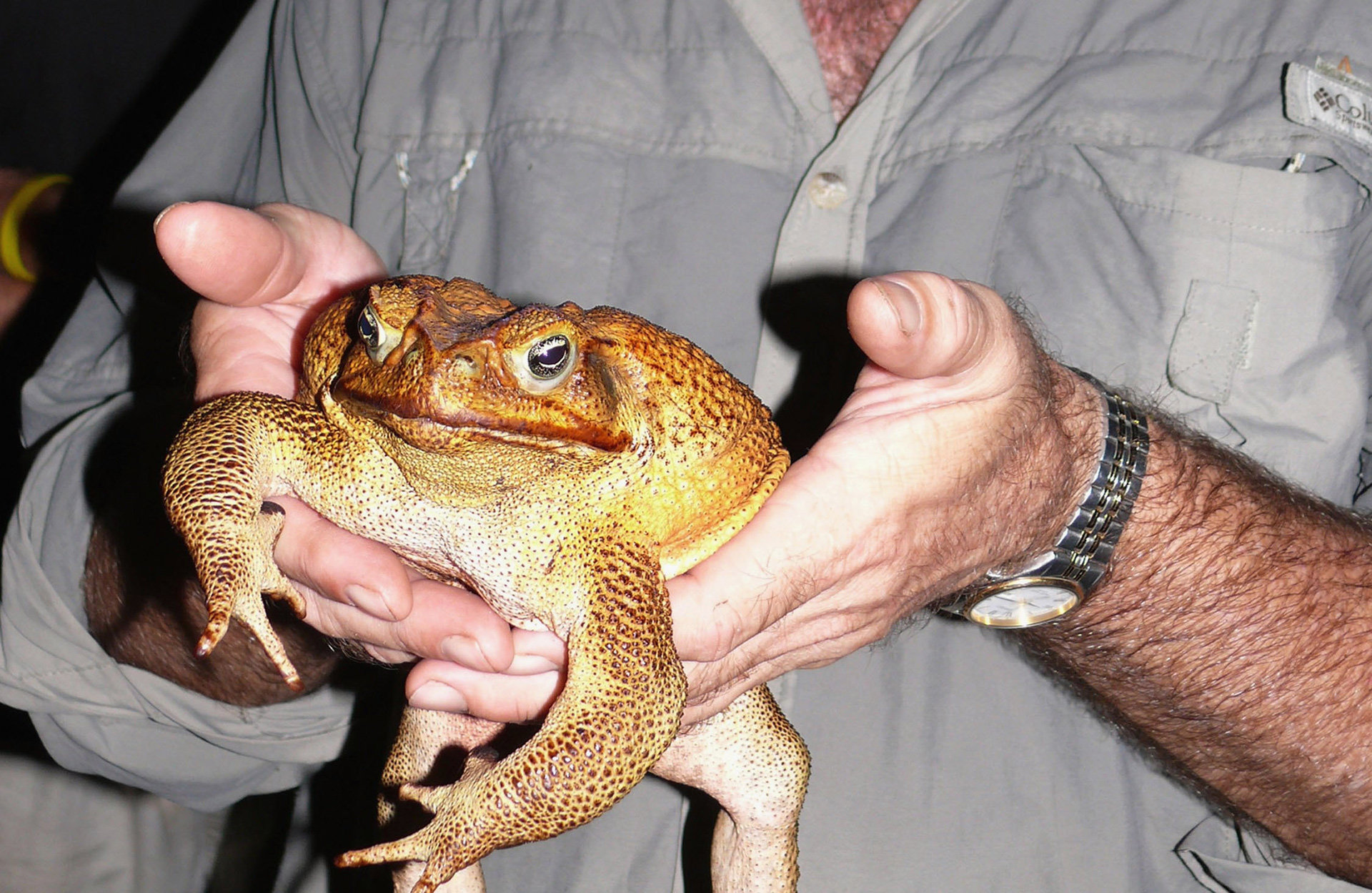 Kein Herz für Tiere: Der Aga-Kröte sind die Naturschützer in Australien ganz schön ans Leder gegangen