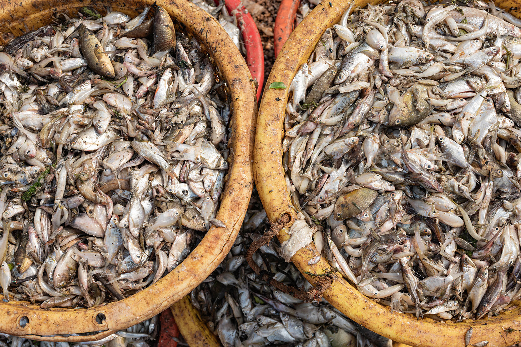 Fischfang in gelben Plastikeimern