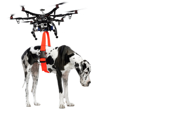 Hund fliegt mit Drohne