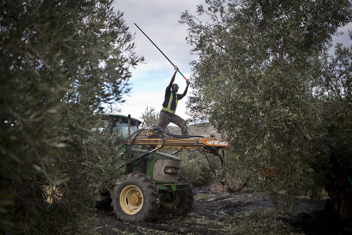 Saisonarbeiter bei der Olivenernte in Spanien