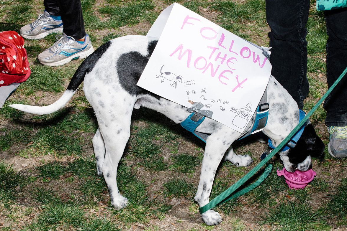 Hund mit "Follow the Money" Transparent  (Foto: M. Scott Brauer)