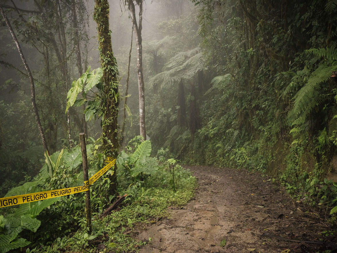 Nebelregenwald von Ecuador