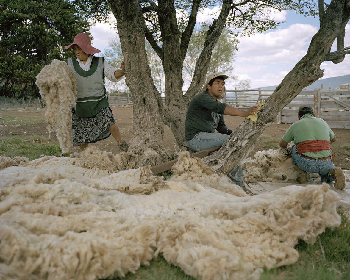 Mapuche sammeln Schafswolle