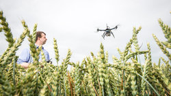 Bauer mit Drohne über Weizenfeld