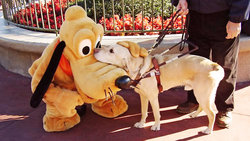 Pluto und Blindenhund