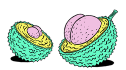 Stinkfrucht-Illustration mit Po