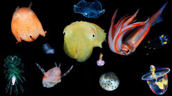 Unterwasserfotos von Ryo Minemizu