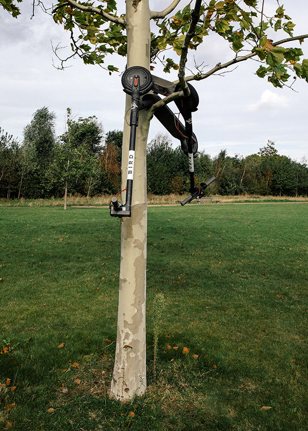 Roller im Baum