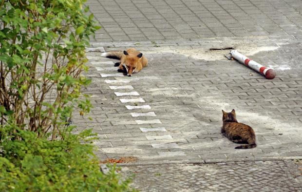 ...beim Fuchs die Angst vor Krankheiten, die den Menschen Sorge macht