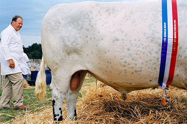 Rinder sind und bleiben Klimaschweine – das räumen die US-Wissenschaftler im Kleingedruckten ihrer Studie ein. Für Schlagzeilen hatte ihre stark vereinfachte These gesorgt, wonach Salat ist dreimal schlechter für das Klima ist als Bacon