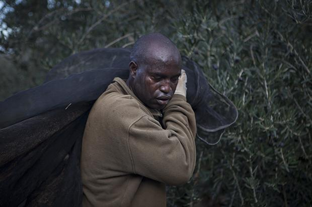 Ein Mann aus dem Senegal, der sich für acht Jahre zur Olivenernte in Spanien verpflichtet hat. Er muss dafür immer monatelang seine Frau und seine drei Töchter alleine zurücklassen