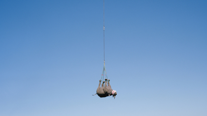 Nashorn (Foto: David Chancellor)