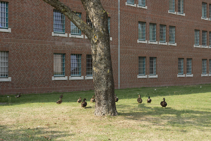 Gefängnisgarten