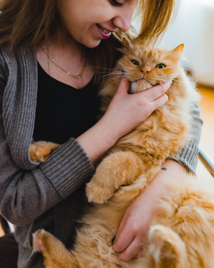 Lama und die Katze