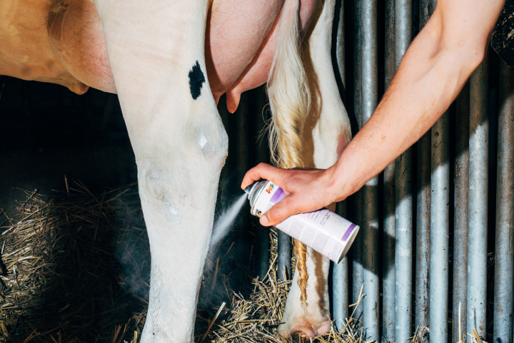 A farmer covering wounds on his cow with white car paint during a RUW auction to achieve a higher sales price. Krefeld, 09/2016