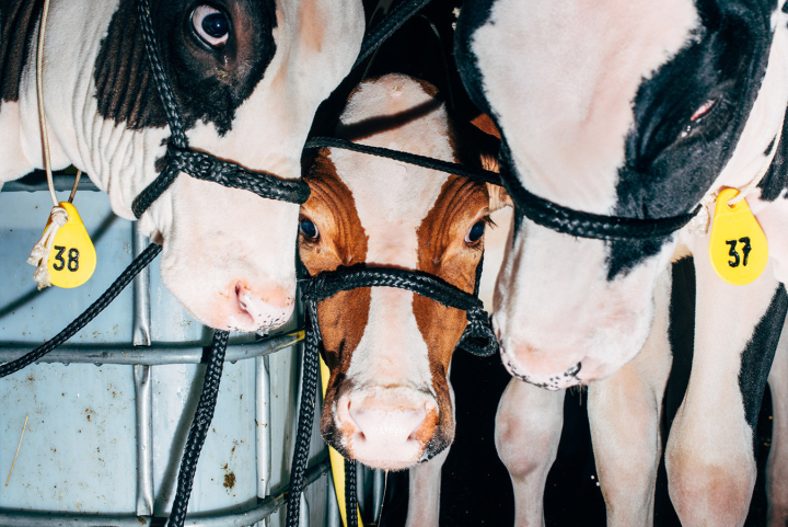 Young cows waiting at the “German Masters Sale“ Auction. Bitburg, Germany 10/2015