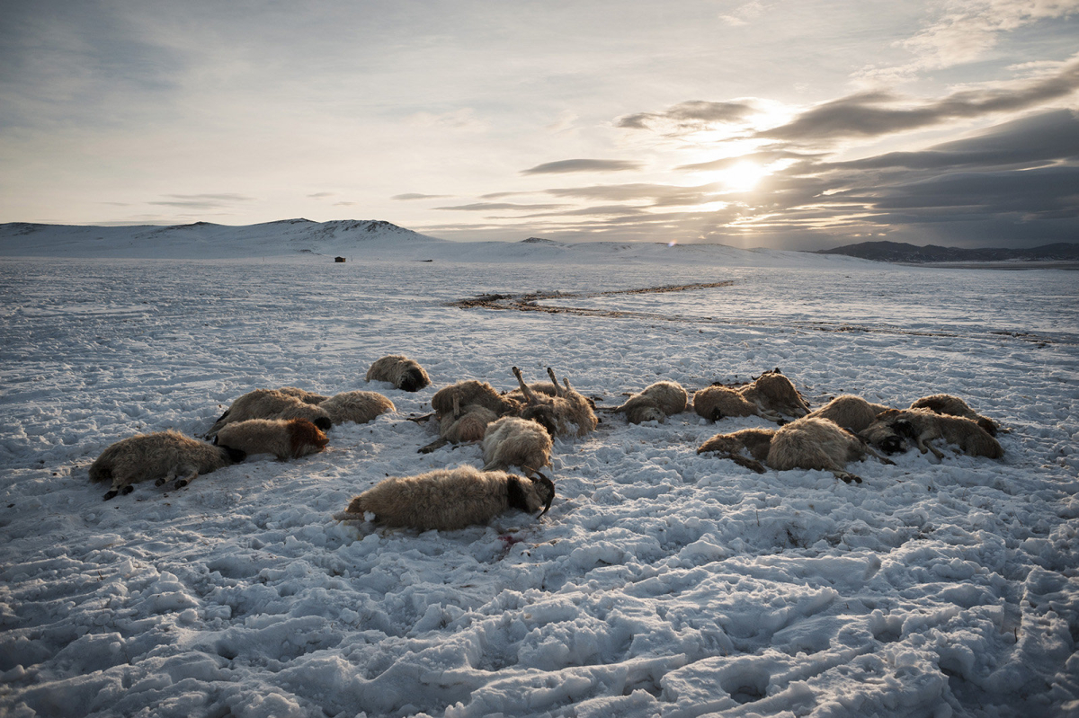 In der mongolischen Provinz Archangai-Aimag liegen tote Schafe im Schnee