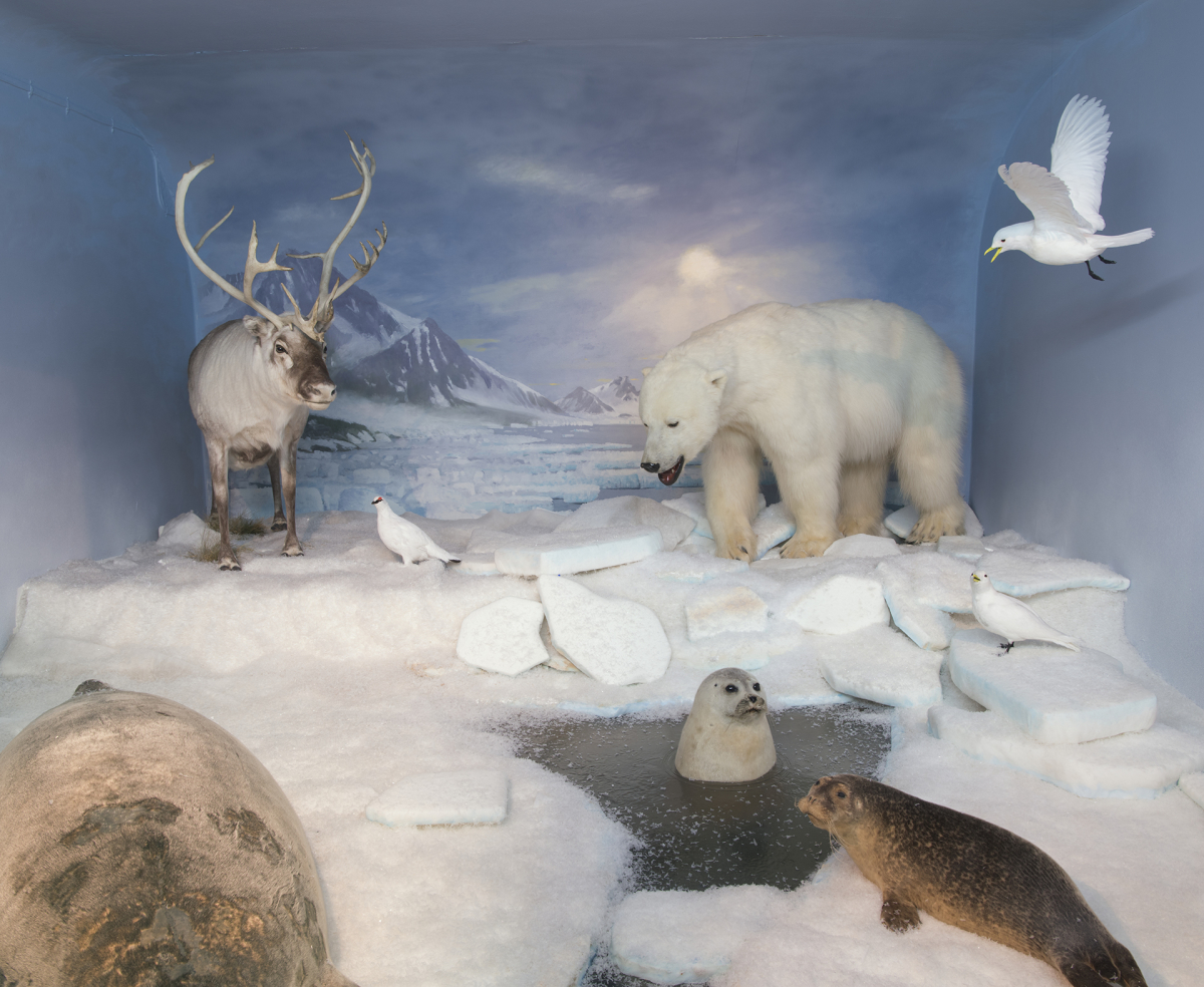 Diorama einer Arktische Szene mit einer Vielzahl ausgestopfter Tiere