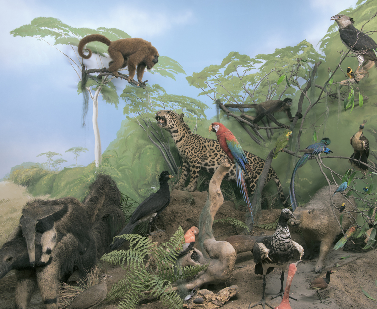 Diorama einer tropischen Regenwaldszene mit einer Vielzahl ausgestopfter Tiere