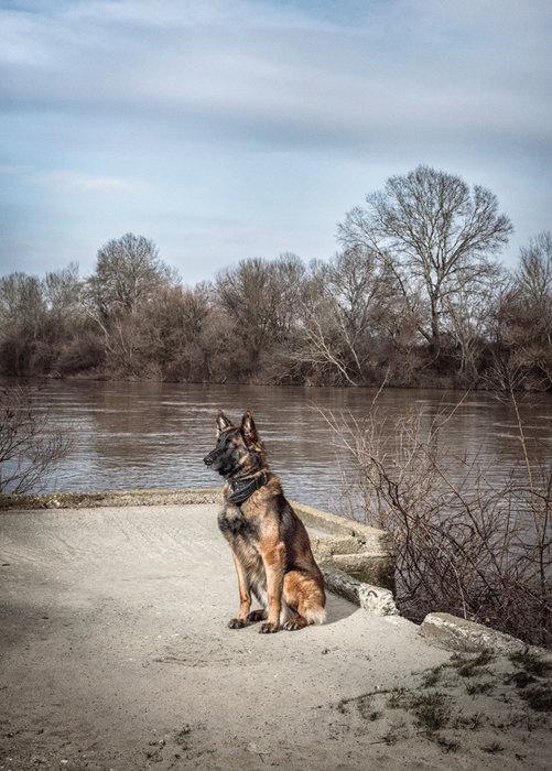 Spürhund einer finnischen Frontex-Spezialeinheit an der europäischen Aussengrenze Griechenlands zur Türkei in der Evros Region, Griechenland, Januar 2012