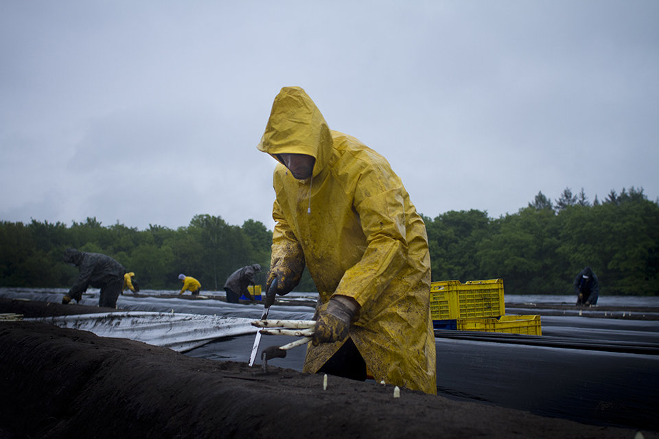 Saisonarbeiter beim Spargelstechen in Regen