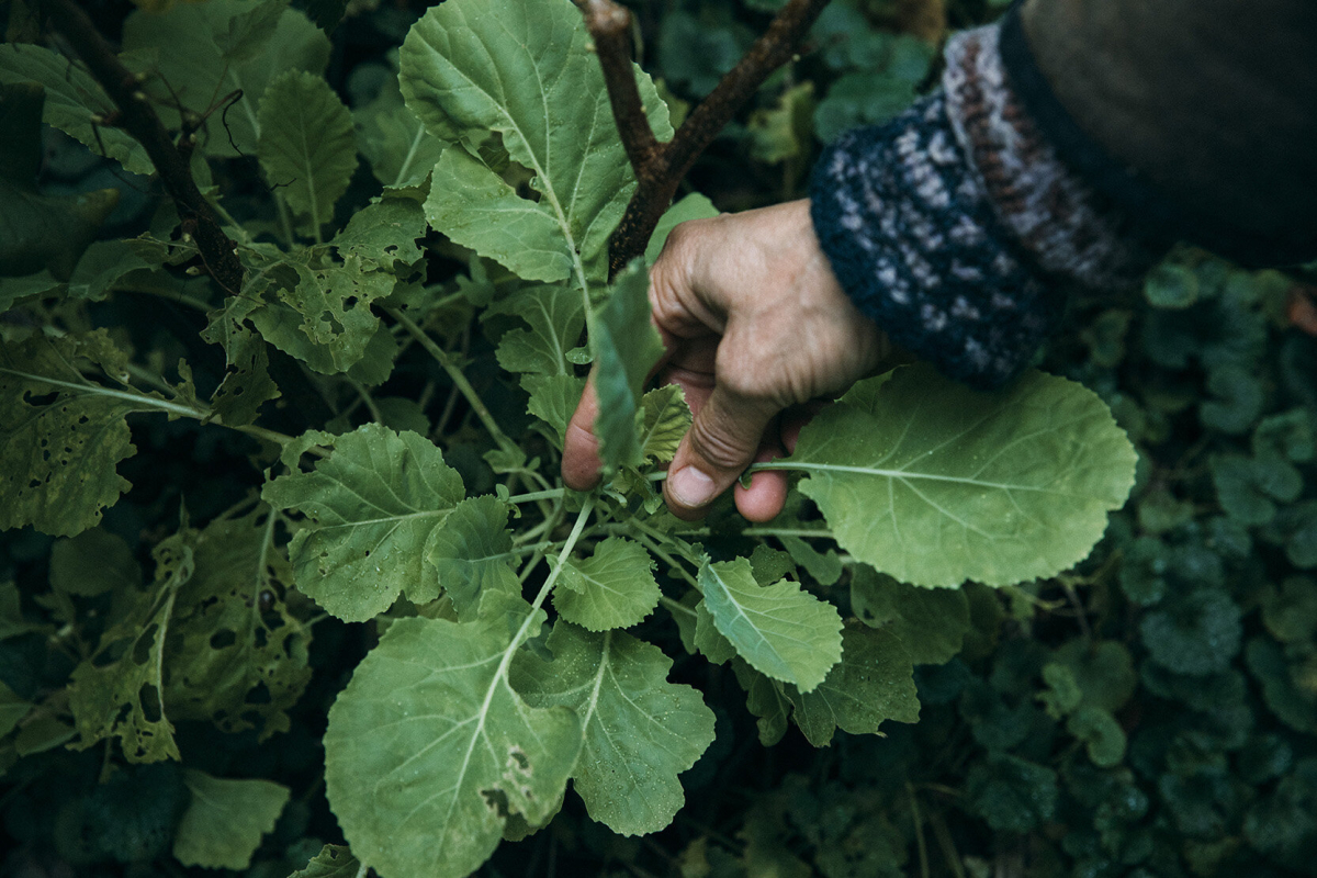 Amsterdam, Corona, Nachhaltigkeit, Donut, Foodforest