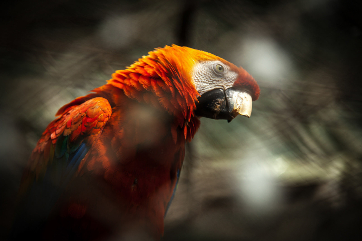 Guacamaya 