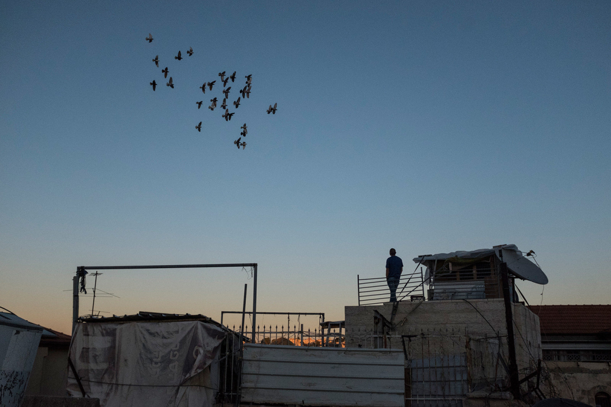 A Palestinian pigeon fancier looks at his pigeons flying 