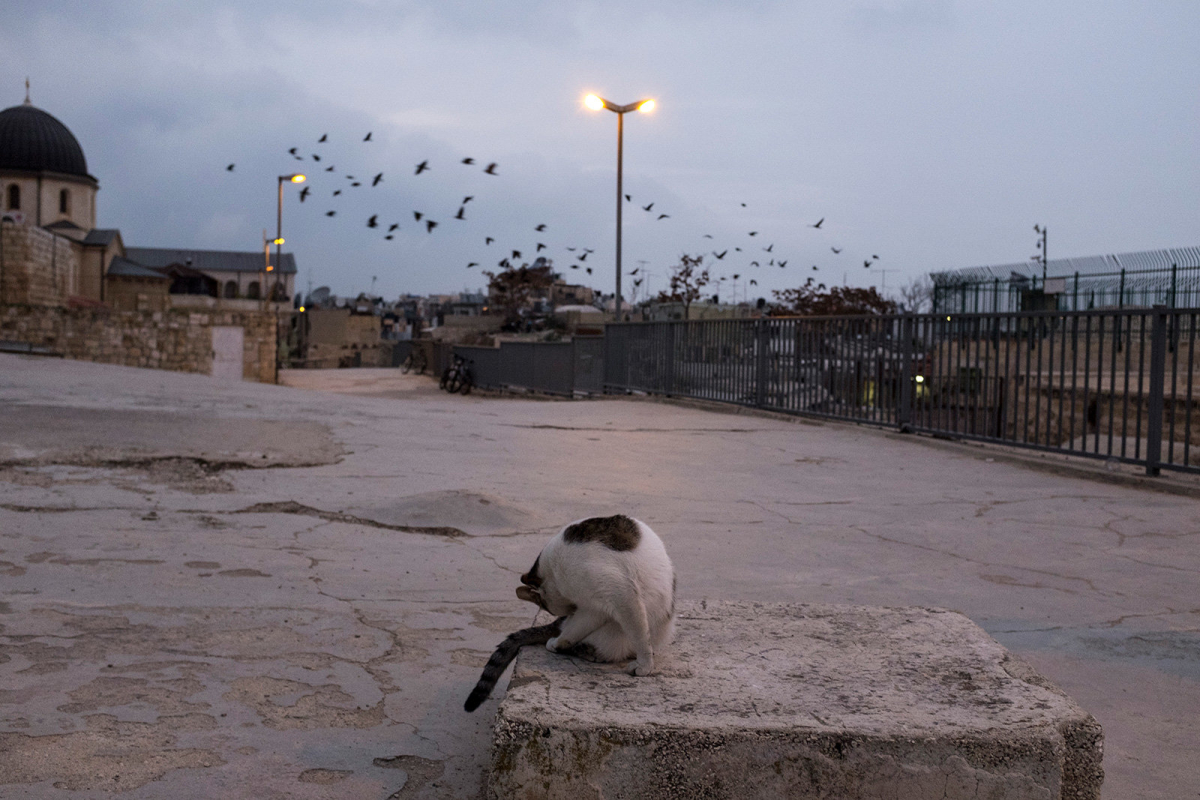 A stray cat from the colony that inhabited the rooftops