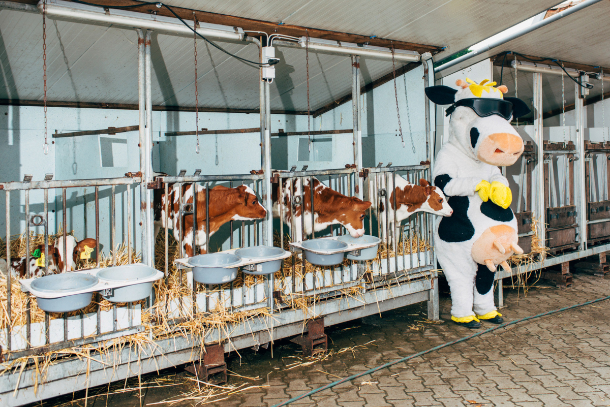 A mascot posing next to calf pens at an information event of a small organic milk producer on the occasion of world dairy day. The young calfs have been taken away from their moms directly after birth. Near Münster, 05/2016