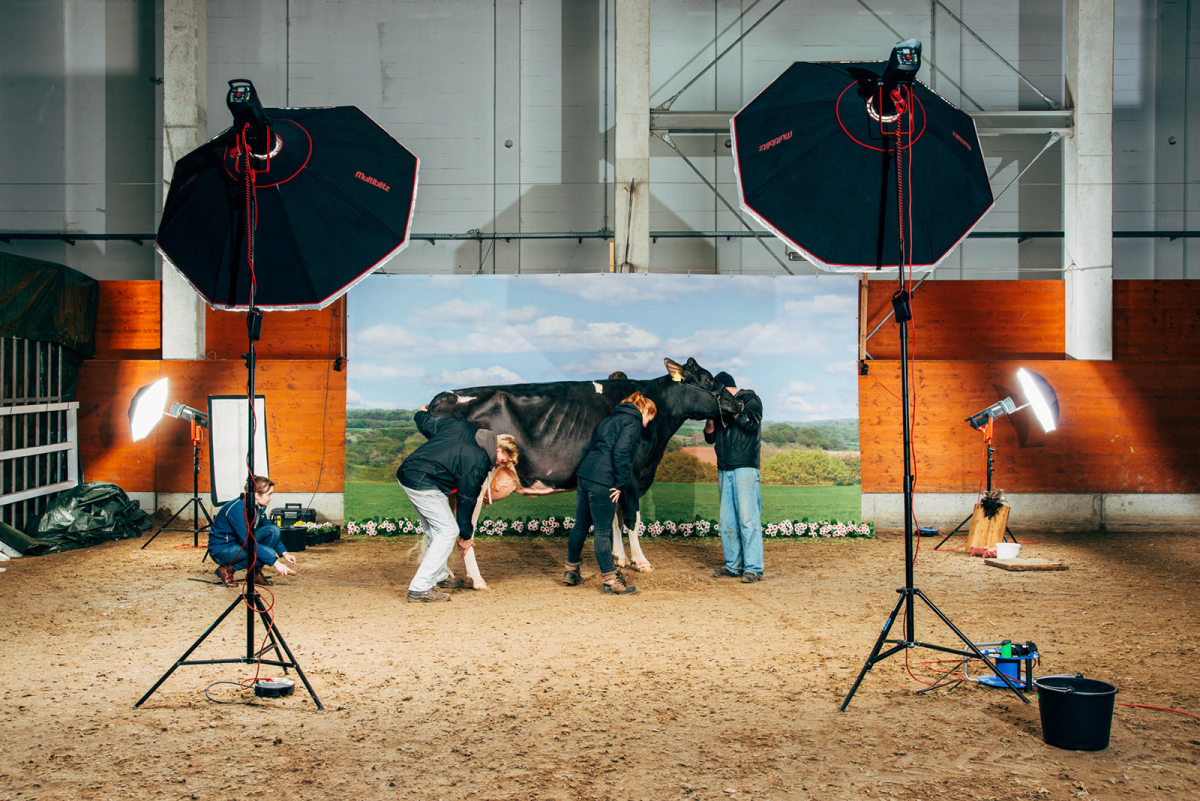 A photographer and his assistants setting up a Holstein cow for a professional photoshooting during the 44th “Schau der Besten” event (exhibition of the best), the most important breeders competition in Germany. Verden, 02/2017