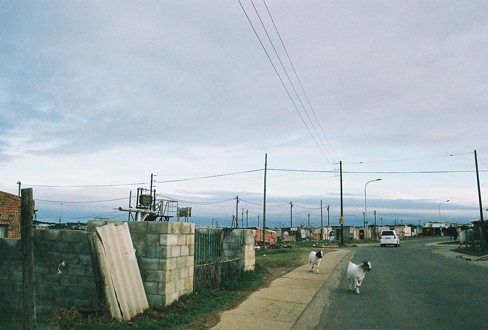 Strasse mit Ziegen 