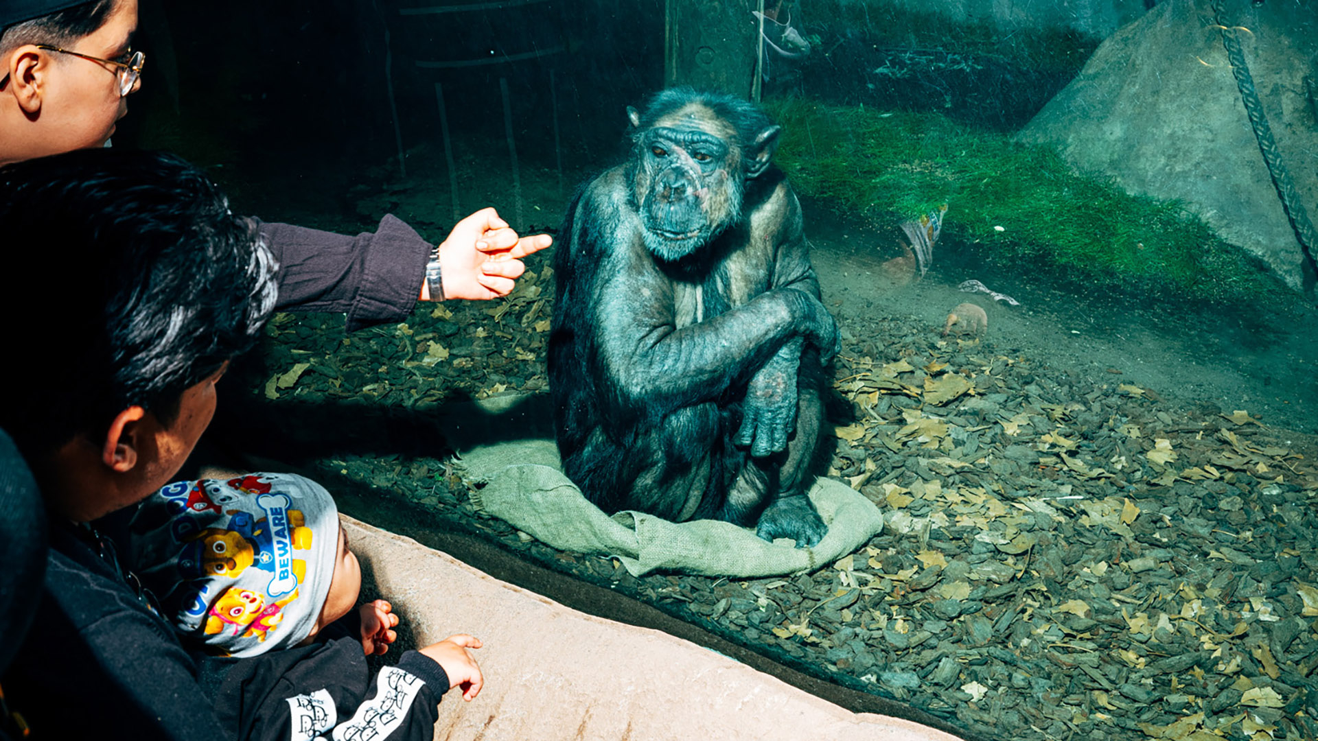 Zoobesucher zeigen einem Affen den Mittelfinger. Foto: Nikita Teryoshin