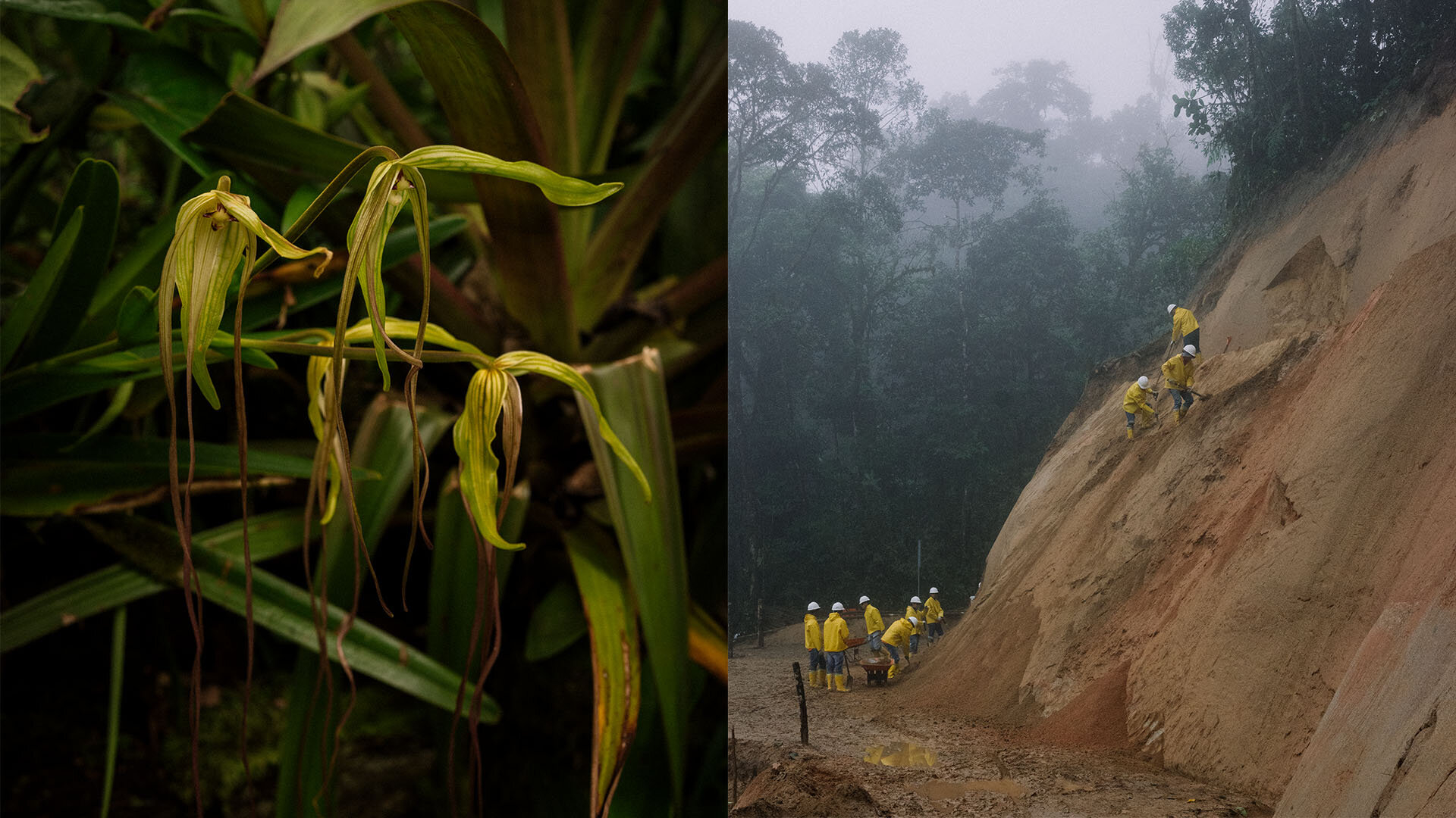 Nebelregenwald von Ecuador