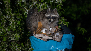 Waschbär