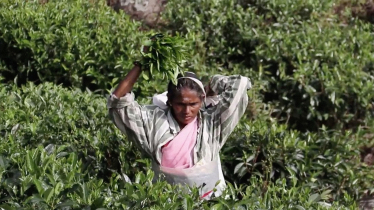 Teepflückerinnen Sri Lanka