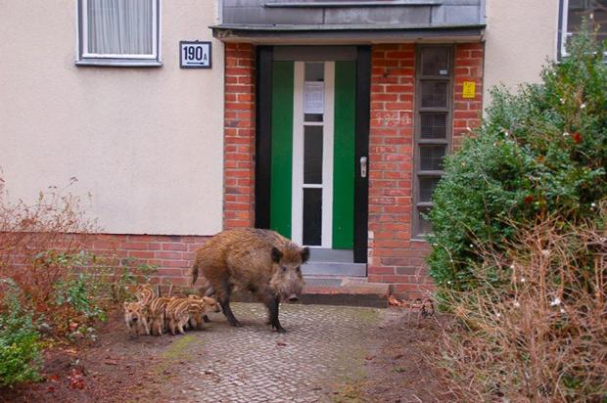 Erkenntnisse des Berliner Wildtiertelefons: Beim Wildschwein ist es die Größe...